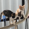 スズメではありません。猫です。