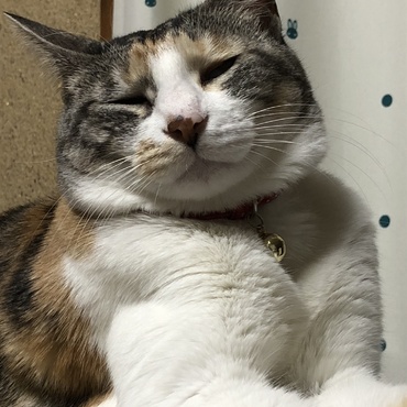 ごっつぁんでぇす