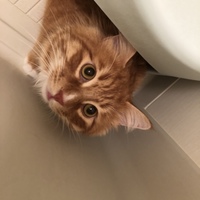 こたつ