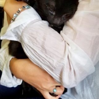 処分間近甘えん坊黒男の子動画あり