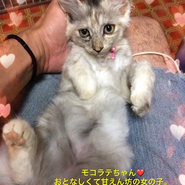 の写真