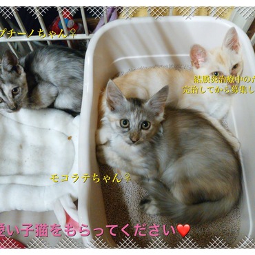 の写真