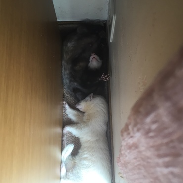 サスケとしらす