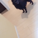 急ですが...