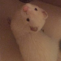 しらす