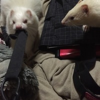ルビー