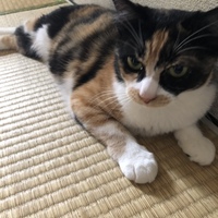 三音