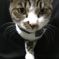 人懐っこすぎるキジシロ男の子
