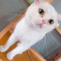 真っ白スコティッシュフォールド⸜⌄̈⃝⸝‍