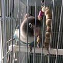 ボタンインコ ペア？