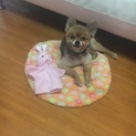 とても可愛い、ポメちゃんです！