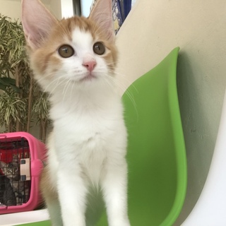 新しい家族ができました。ありがとうございました！
