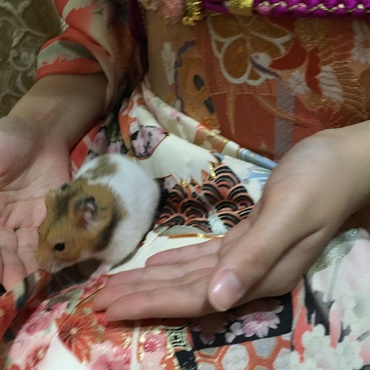 2歳１ヶ月永眠。家族のこと忘れないでね忘れないよハム之助。朝のバナナ大好きだったね。家に来てくれてありがとう毎日幸せだったよ。お休みなさい。