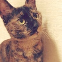臆病だけど強気なサビ猫凛花ちゃん