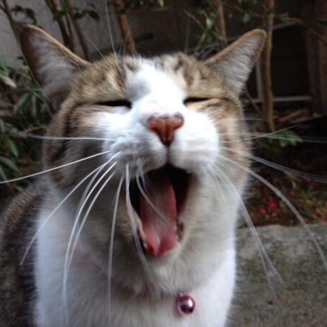 ちしゃこのカバー写真