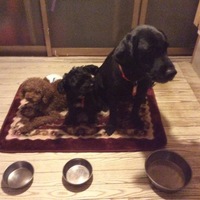 アンリ、ルル、トト