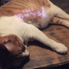 Panko