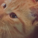 人懐こく甘えん坊な茶トラの子猫❤︎