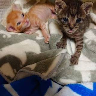 子猫家族を募集してます。