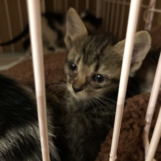 子猫3匹1ヶ月半
