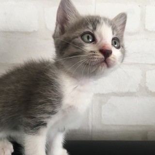 全力直球小僧　ぐーくん生後2か月