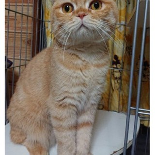 スコティッシュのコナンくん