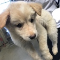 みなみちゃん 保健所から保護した子犬になります。
