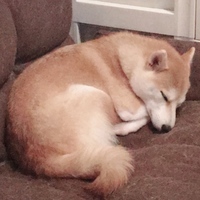 梅葉