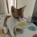 子猫の里親さん募集