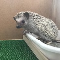 ハリネズミ♂