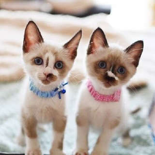 シャムミックス美猫【優波】