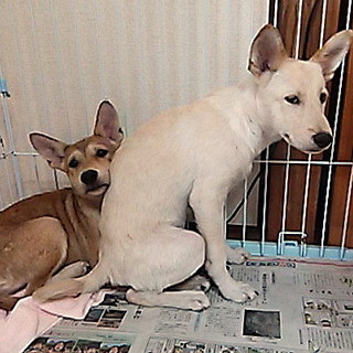 兄妹２匹一緒に家族ができました！！