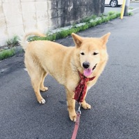 ララ