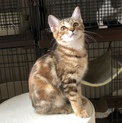 珍しいアメショー柄の三毛ペアで