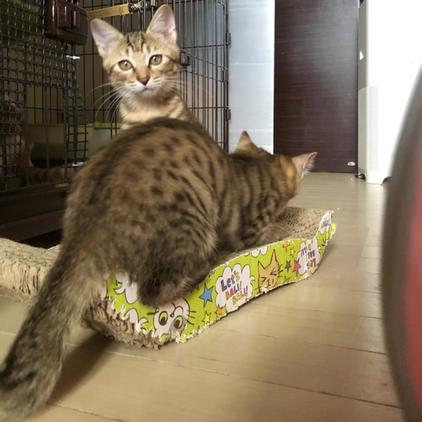 珍しいアメショー柄の三毛ペアで 東京都 猫の里親募集 ペットのおうち 月間利用者150万人 珍しいアメショー柄の三毛ペアで 東京都 猫の里親募集 ペットのおうち 月間利用者150万人