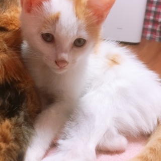 白茶可愛い2匹の兄弟☆