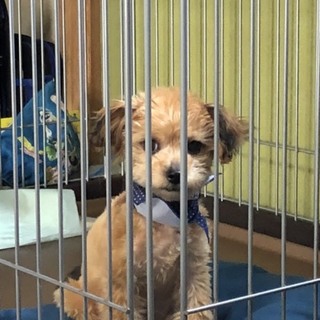 11ヶ月のチワワとトイプードルのミックス犬。