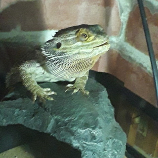 フトアゴヒゲトカゲの里親募集です。
