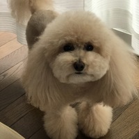 ひめたん
