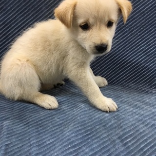 ありがとうございました