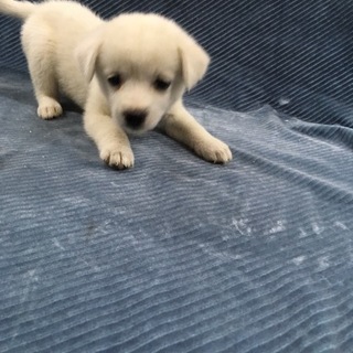 ありがとうございます。