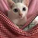 白猫ブルーアイの甘えん坊