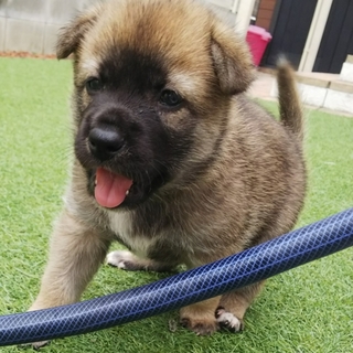 ★コロコロぷくぷく鼻黒男の子★