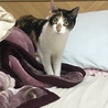 Kちゃっぷ