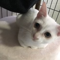 白猫イエローアイ！元気なお兄ちゃん！