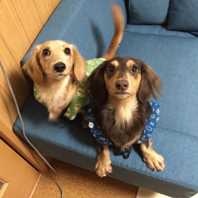 ピノロイのカバー写真