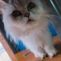 気品溢れるペルシャ猫⸜⌄̈⃝⸝‍☆*。