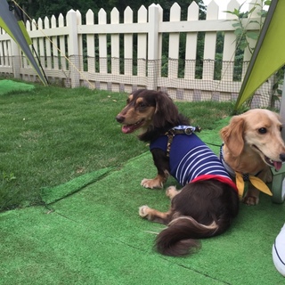 ミニチュアダックス男の子2匹