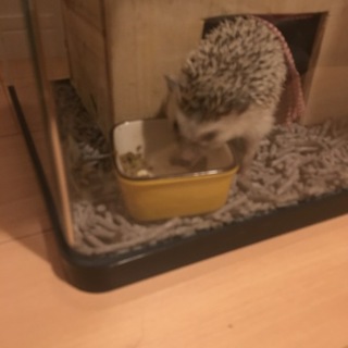 ハリネズミ   ♀