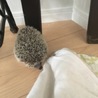 ハリネズミ   ♀ サムネイル2